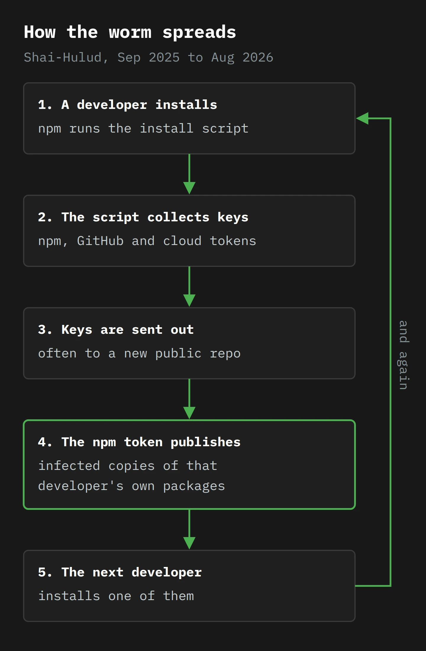 A loop of five steps. 1: a developer installs, and npm runs the install script. 2: the script collects npm, GitHub and cloud tokens. 3: the keys are sent out, often to a new public repository. 4: the npm token publishes infected copies of that developer's own packages. 5: the next developer installs one of them, and the loop starts again.